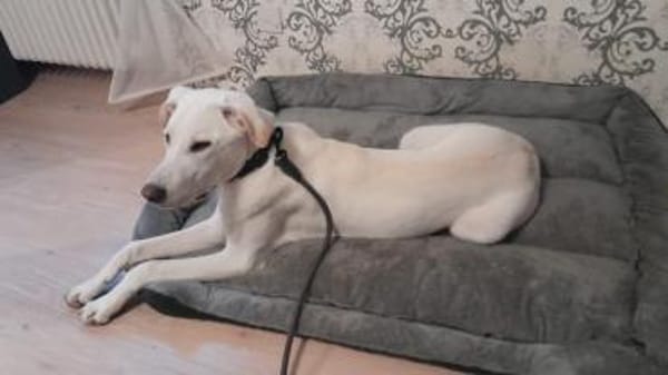 Lui sucht Menschen mit Erfahrung