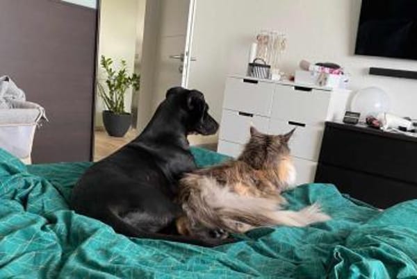 die aktive Luna wartet auf eine 2.Chance