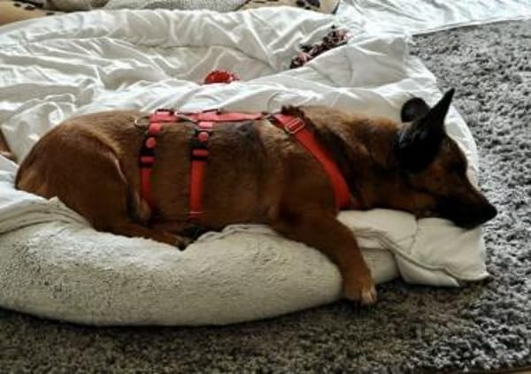 Matilde, sehr verschmust, freundlich