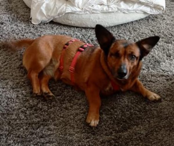 Matilde, sehr verschmust, freundlich