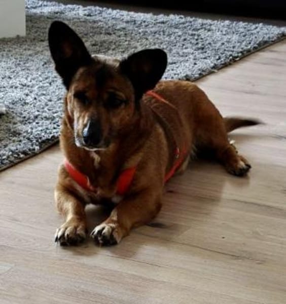 Matilde, sehr verschmust, freundlich