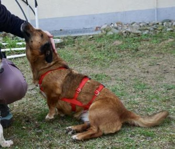Matilde, sehr verschmust, freundlich