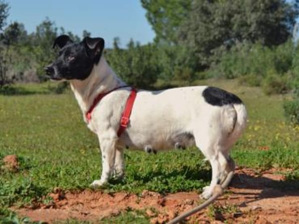 Kelly, reizende Hundedame aus Asbach