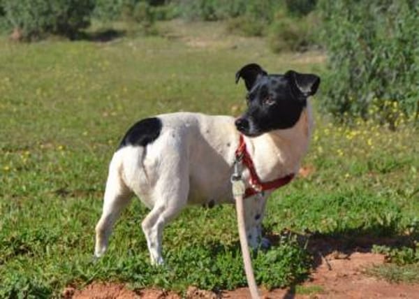 Kelly, reizende Hundedame aus Asbach