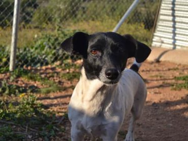 Kelly, reizende Hundedame aus Asbach