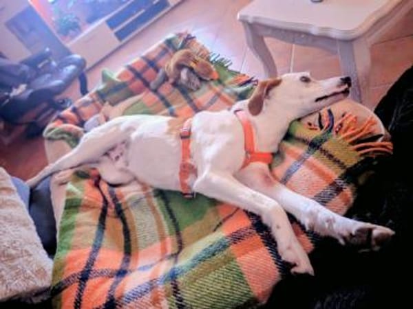 Smitty-freundlich und zugänglich