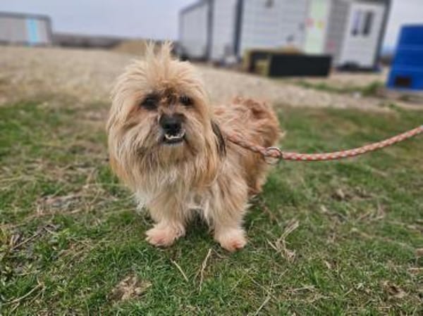 ‼Locki wartet auf sein zweites Glück‼