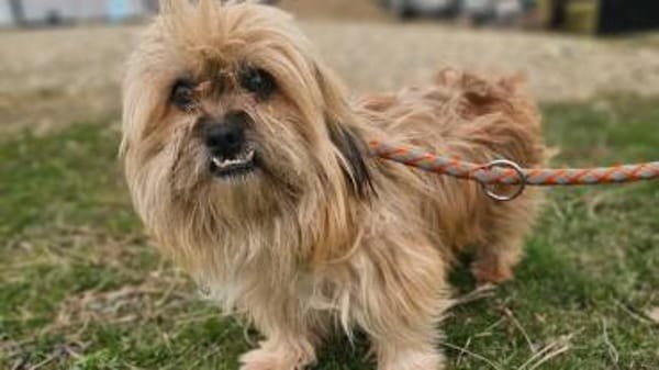 ‼Locki wartet auf sein zweites Glück‼