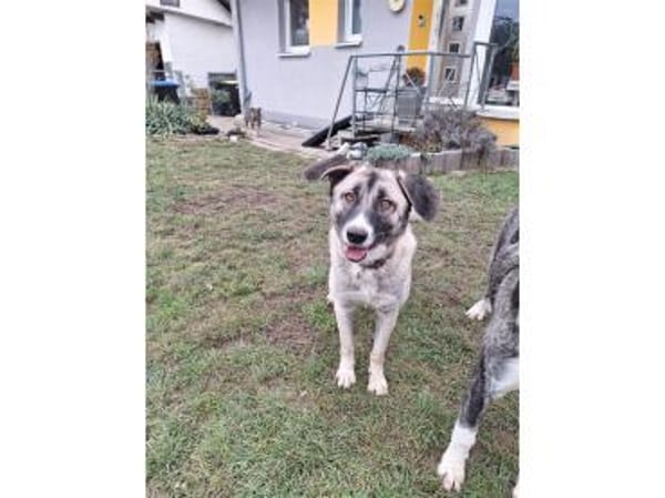 Leyda - wartet in 91358 Kunreuth