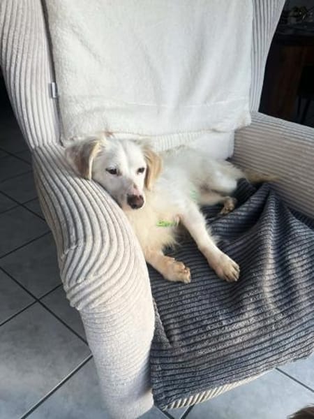 Neve ist lieb, sozial und clever