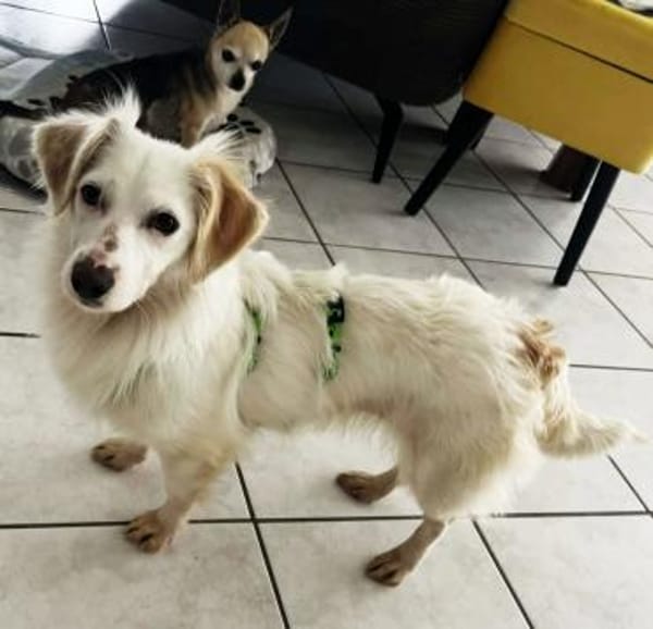 Neve ist lieb, sozial und clever