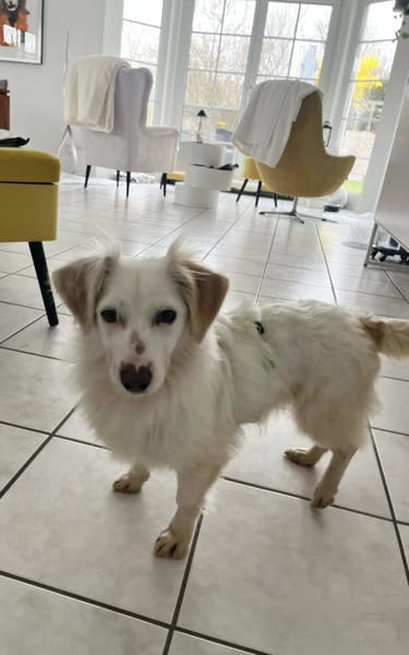 Neve ist lieb, sozial und clever