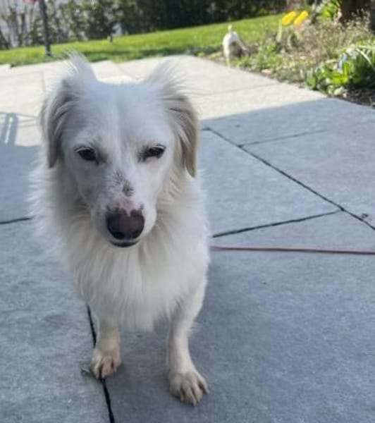 Neve ist lieb, sozial und clever