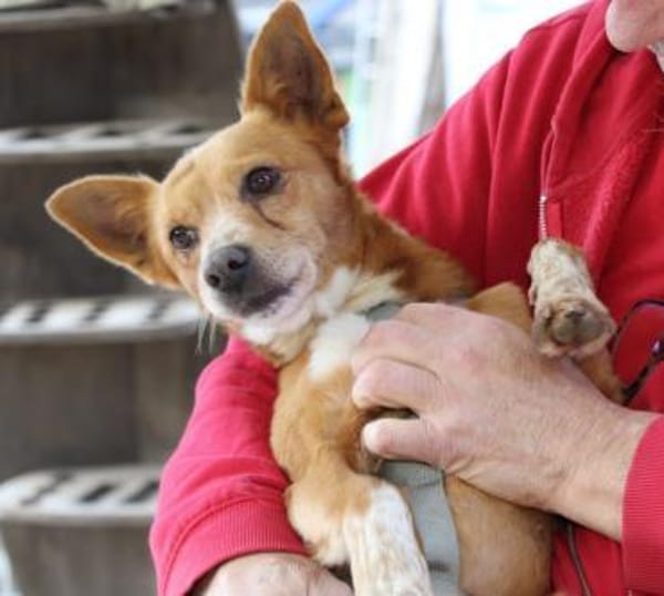 Niky, Pflegestelle in Hessen