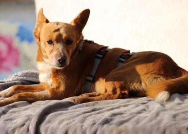 Niky, Pflegestelle in Hessen