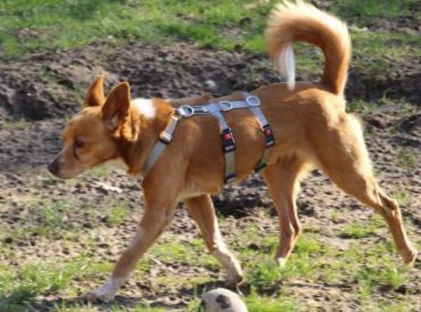 Niky, Pflegestelle in Hessen