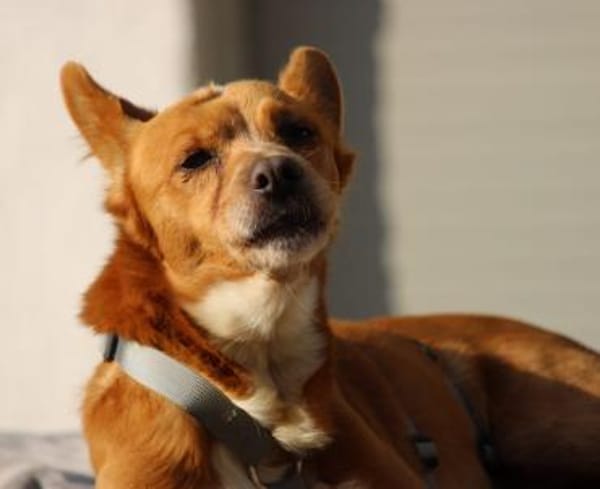 Niky, Pflegestelle in Hessen