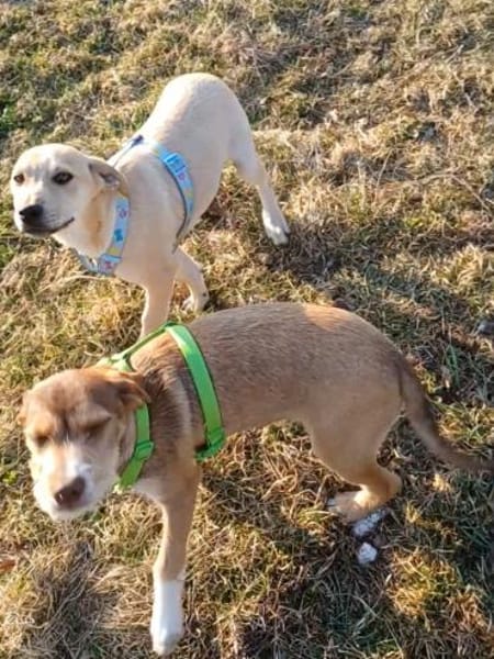 VALERIO 💛💛💛 kleiner Hundebub