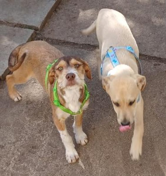 VALERIO 💛💛💛 kleiner Hundebub