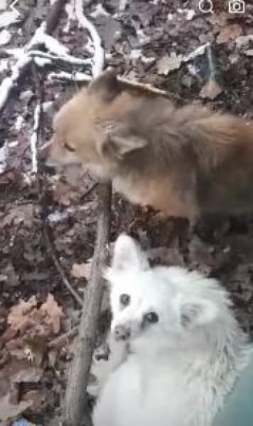 Tricky 22 cm (Pflegestelle)