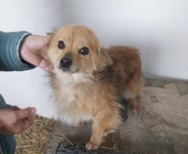 Tricky 22 cm (Pflegestelle)