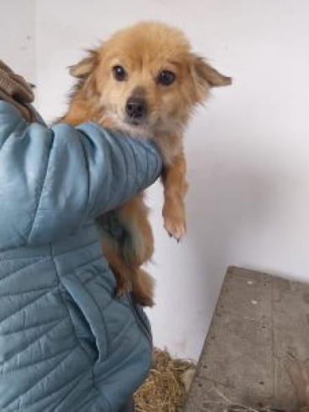 Tricky 22 cm (Pflegestelle)