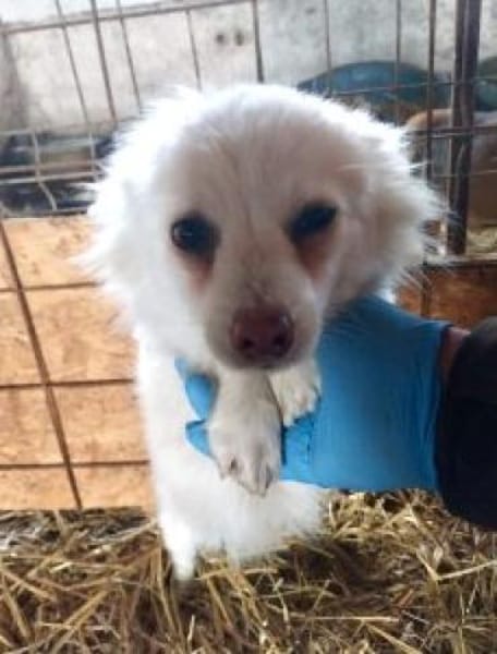 Track 22 cm (Pflegestelle)