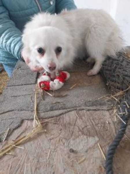 Track 22 cm (Pflegestelle)