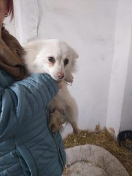 Track 22 cm (Pflegestelle)