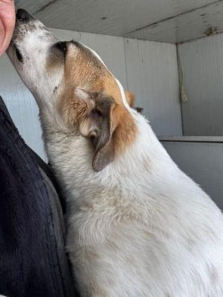 Romeo sucht das Glück