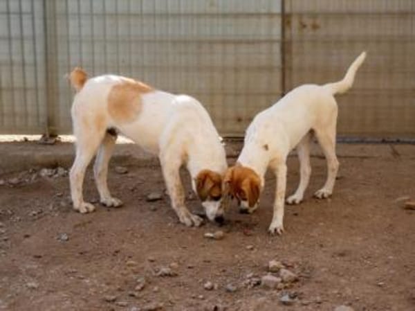 Romeo sucht das Glück