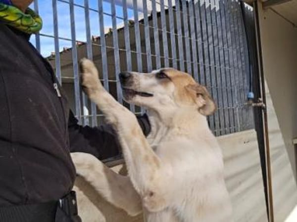 Romeo sucht das Glück