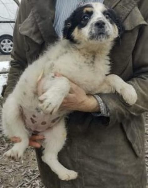 Kalinka 34 cm (Mrz 26) Pflegestelle