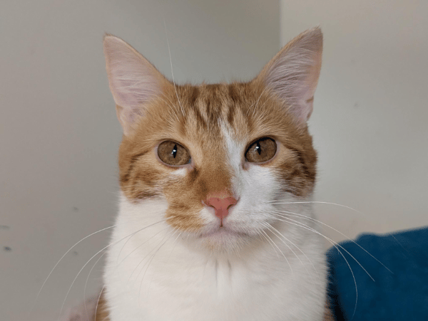 ASLAN A17359 (réservé)