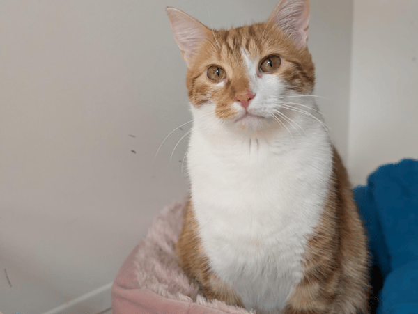 ASLAN A17359 (réservé)