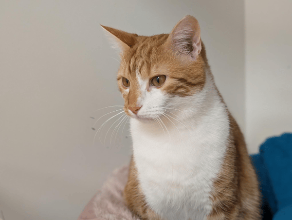 ASLAN A17359 (réservé)