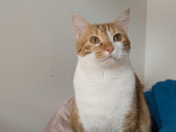 ASLAN A17359 (réservé)