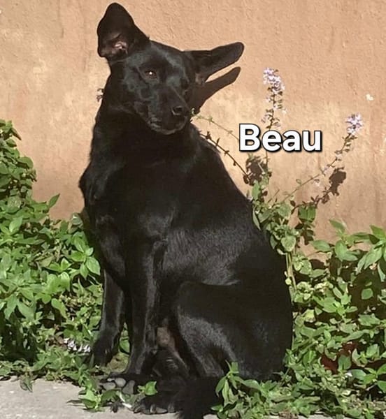 BEAU