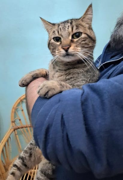 Lieber ruhiger Kater Gandalf