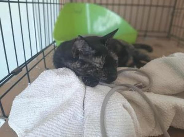 Spidey, neugierige Klettermeisterin, 2J