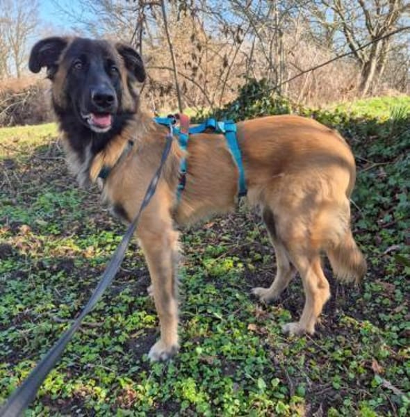 TEDDY sucht seinen sensiblen Menschen