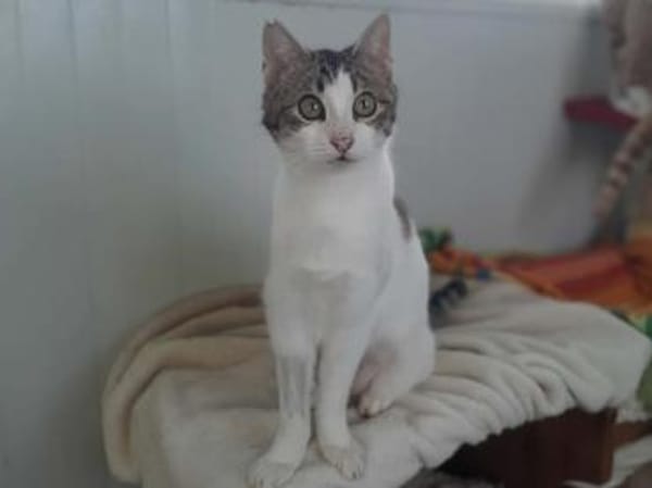 Biscuit, freundliche Schmusekatze, ca.9M