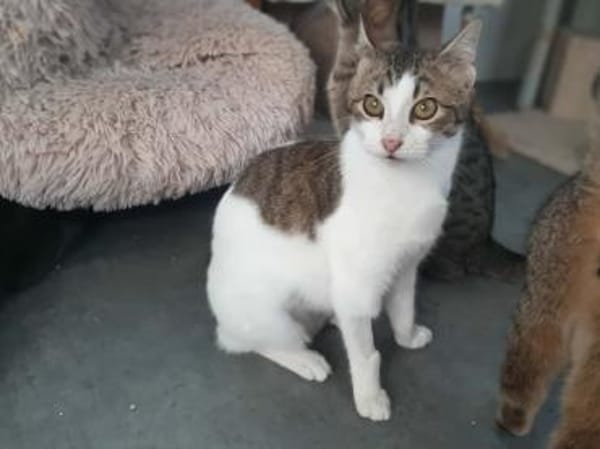 Biscuit, freundliche Schmusekatze, ca.9M