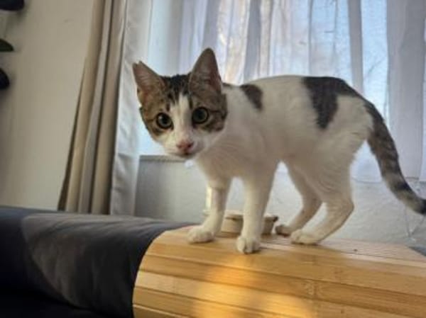 Biscuit, freundliche Schmusekatze, ca.9M