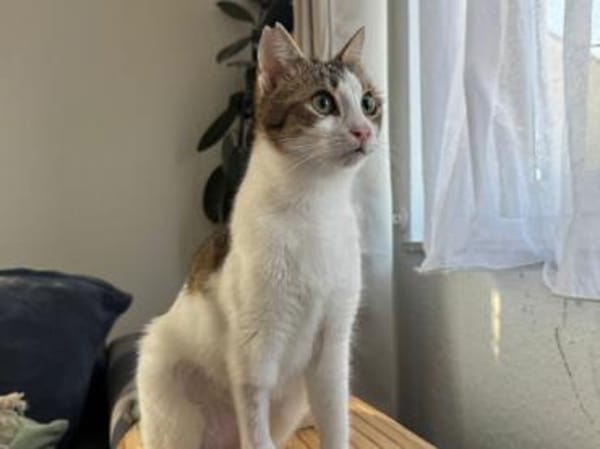 Biscuit, freundliche Schmusekatze, ca.9M