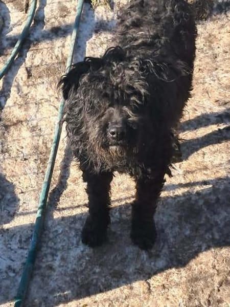 Milla, schwarzer Wuschel möchte Zuhause