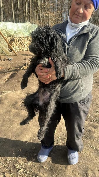 Milla, schwarzer Wuschel möchte Zuhause