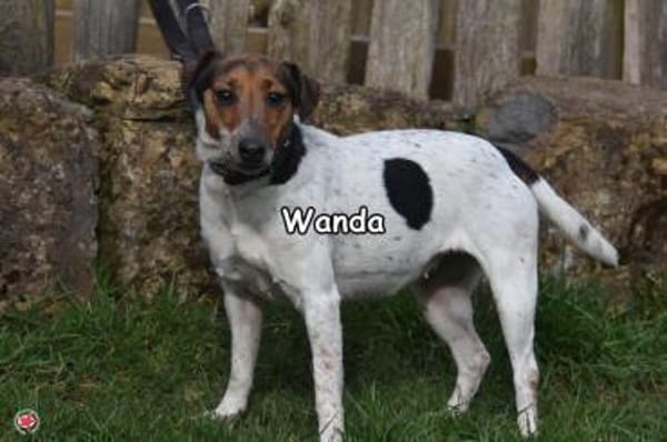 WANDA