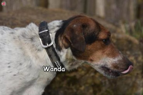 WANDA