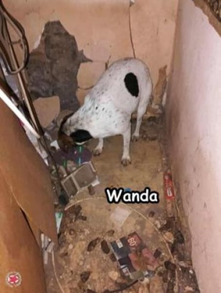 WANDA